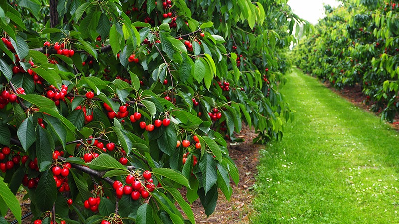 Impact of Fertilizer on Tree Growth