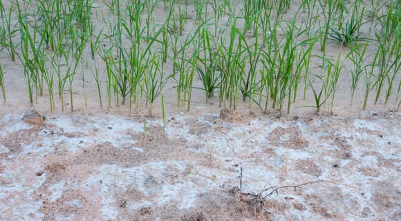 ways to remove soil salinity