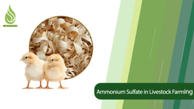 تصویر Application of Ammonium Sulfate in Poultry and Livestock Farming