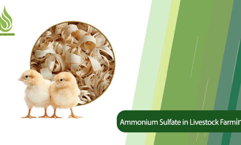 تصویر Application of Ammonium Sulfate in Poultry and Livestock Farming