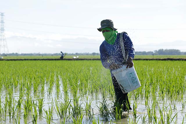 Effect of ammonium sulfate on rice