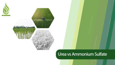 تصویر What Are the Differences Between Urea and Ammonium Sulfate? (Applicable Comparison)