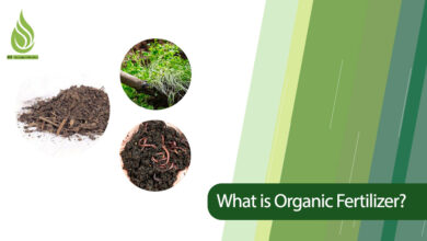 تصویر What is Organic Fertilizer? Introduction of Organic Fertilizers