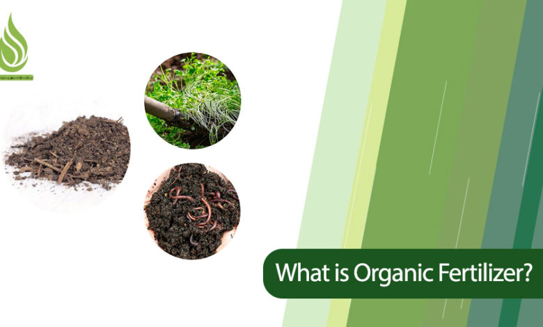 تصویر What is Organic Fertilizer? Introduction of Organic Fertilizers