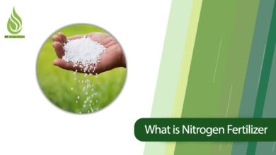 تصویر What Is Nitrogen Fertilizer? What Are the Types of Nitrogen Fertilizers?