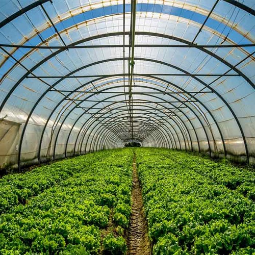 The Importance of Nutrition for Greenhouse Plants