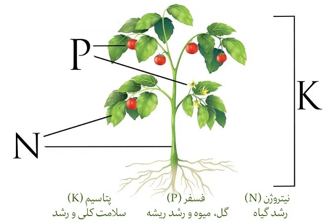 نقش عناصر موجود در کود NPK