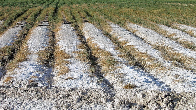 What is soil absolute salinity?