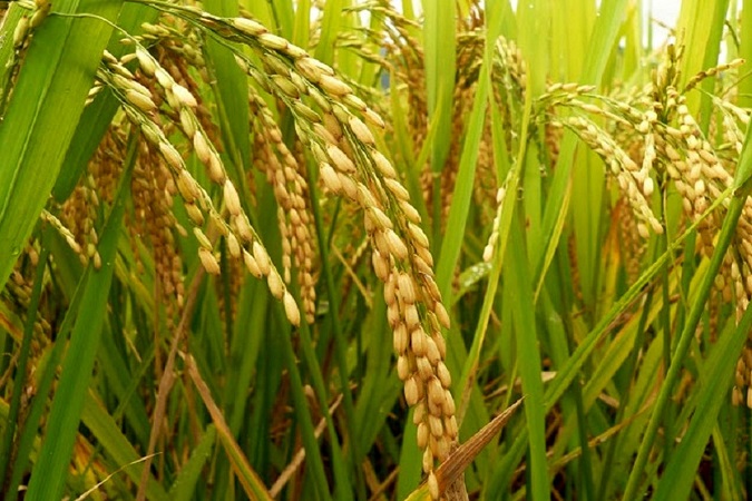 fertilizers does rice paddy need