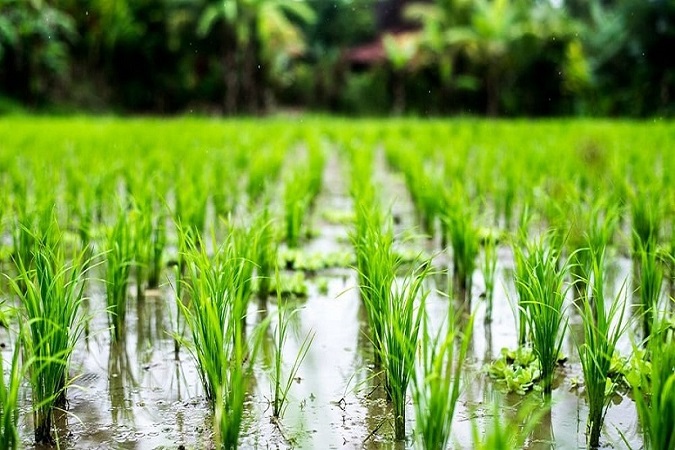 Amount and timing of applying ammonium sulfate fertilizer in a rice paddy