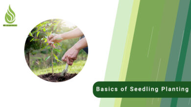 تصویر The basics of seedling planting and important things you should know