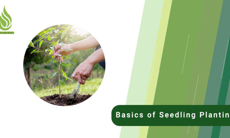 تصویر The basics of seedling planting and important things you should know