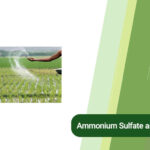 ammonium sulfate rice paddies