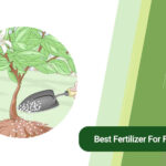 The best fertilizer you can use for fruit trees