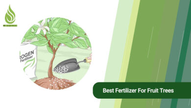 تصویر The best fertilizer you can use for fruit trees