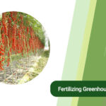 fertilizing greenhouse plants