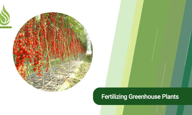 تصویر Everything you should know about fertilizing greenhouse plants