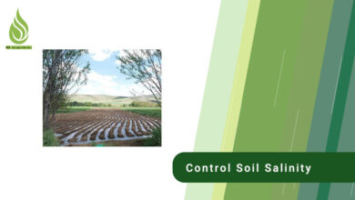 تصویر What are the methods to control and remove soil salinity?