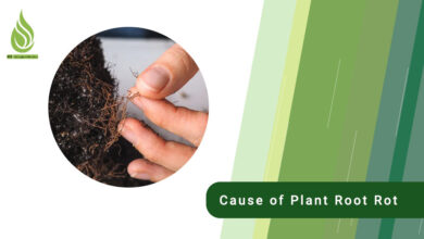 تصویر What is the cause of plant root rot and its solution?