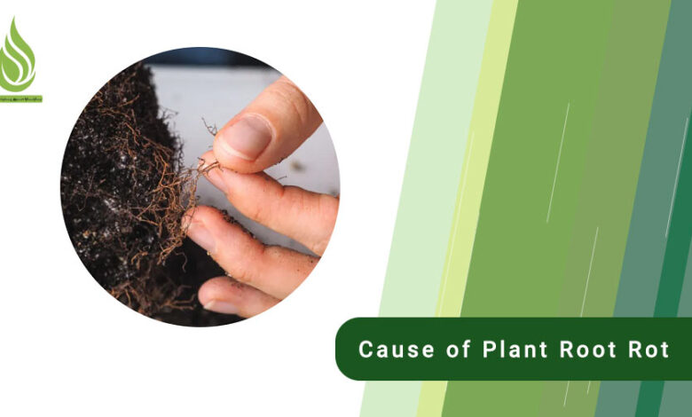 تصویر What is the cause of plant root rot and its solution?