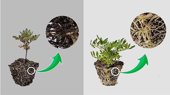 Comparison of healthy root and rotten plant root