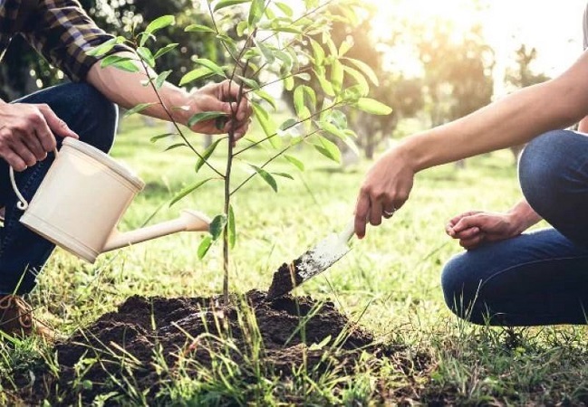 The effect of weather conditions on seedling planting