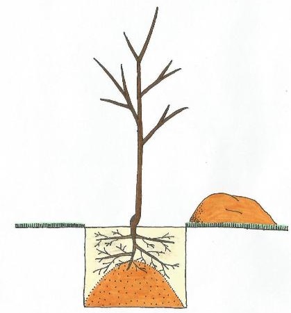 Seedling planting process