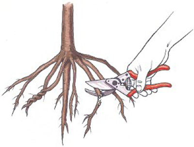 Tree root pruning in the process of planting seedlings