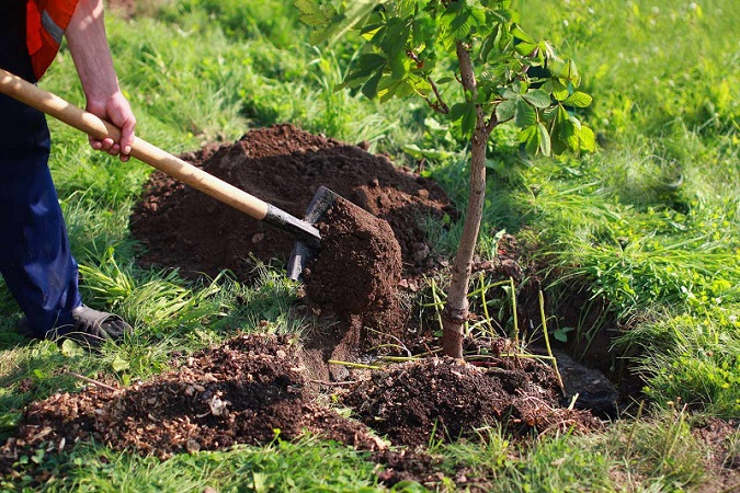 The importance of planting seedlings correctly