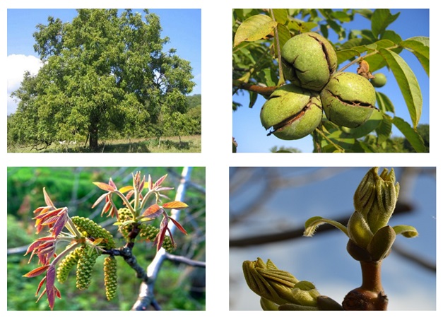 Land preparation for walnut trees fertilizer