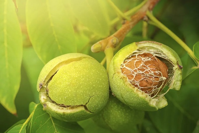 fertilization increases the yield of walnuts and improves the quality of the fruit in terms of size, taste and appearance.