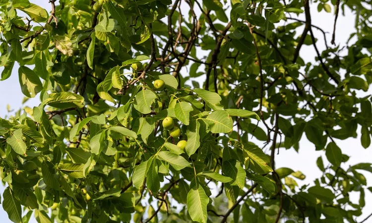 result of using Walnut Trees Fertilizers