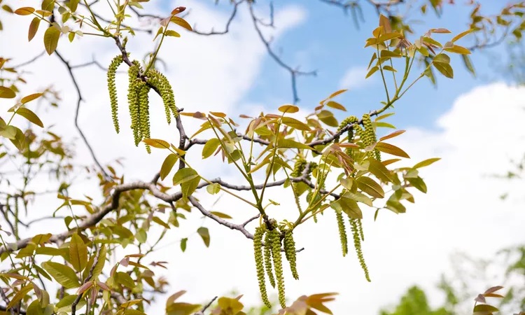 the way of using Walnut Trees Fertilizers