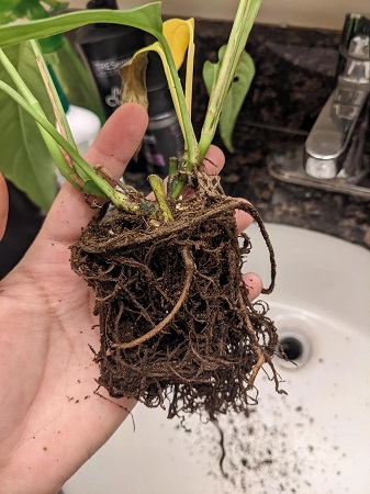 Plant root rot due to excessive watering