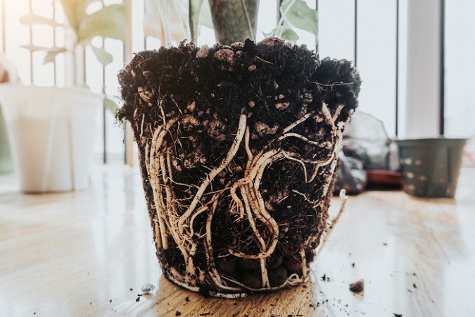 Methods of preventing plant root rot