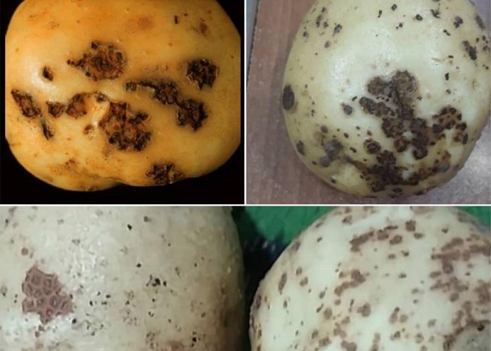 Potato scab disease can be superficial or deep.