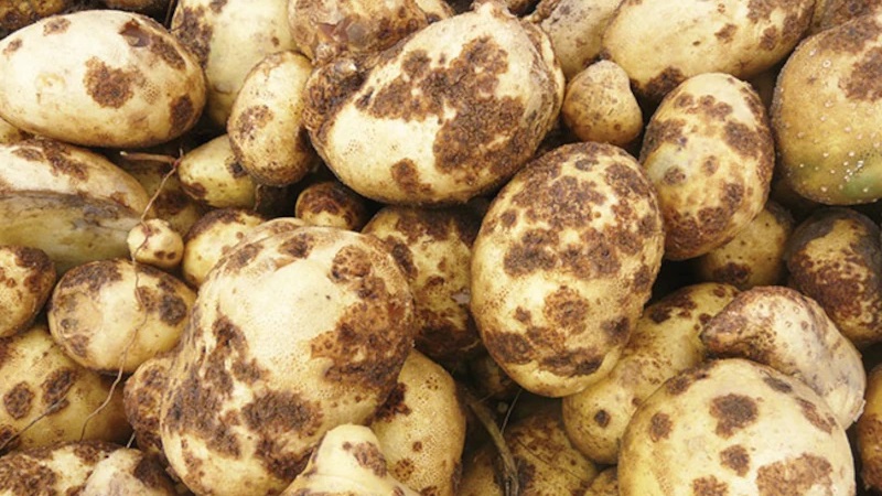 Introduction of different modes of potato scab disease