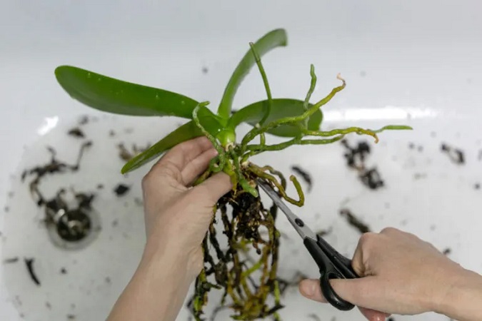 Treatment of plant root rot by pruning rotten roots