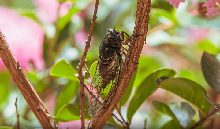 The impact of sulfur fertilizer - eliminating pests