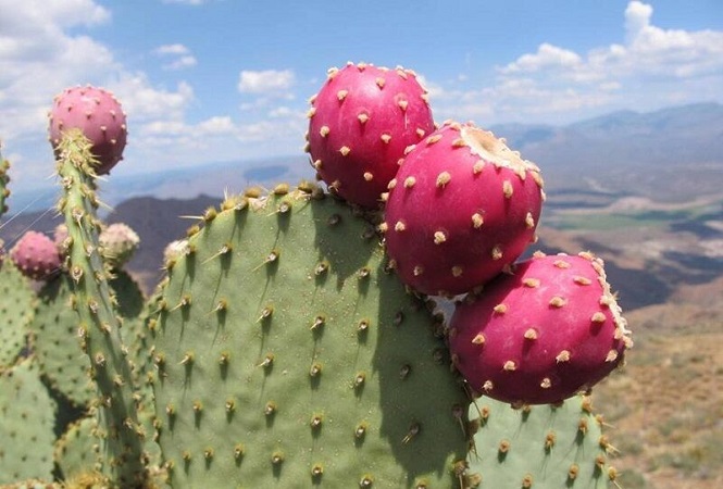 Cactus - Salt Tolerant plant