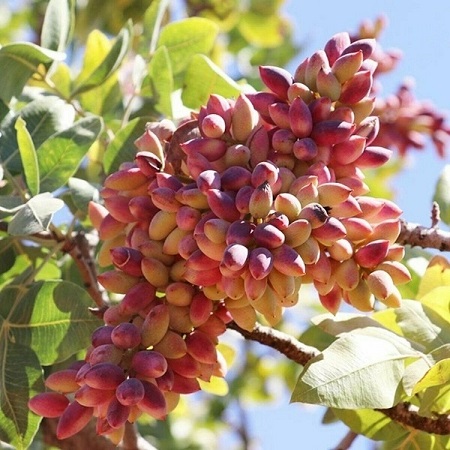 Pistachio - salt tolerant plant