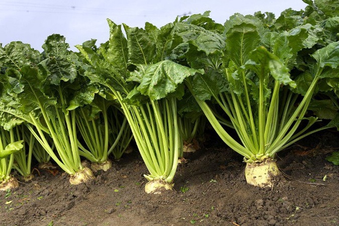 Introduction of beet plant and the importance of fertilizer