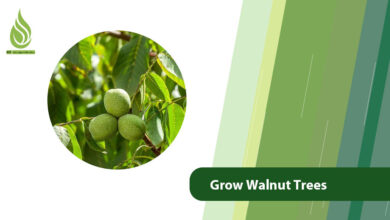 تصویر Grow Walnut Trees: Discover the Top Fertilizers for Success