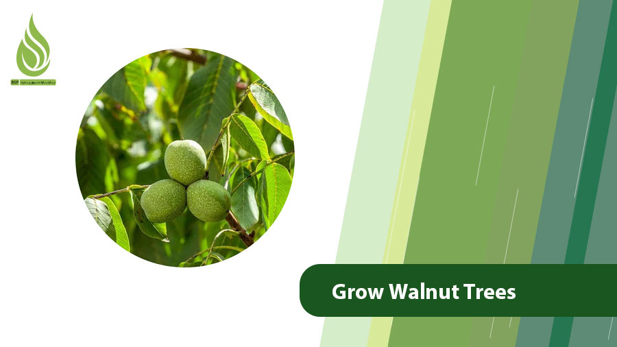 Walnut Trees Fertilizers