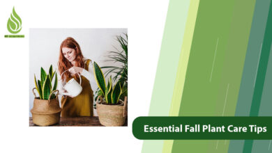 تصویر 7 Essential Fall Plant Care Tips: Keep Your Greenery Thriving!