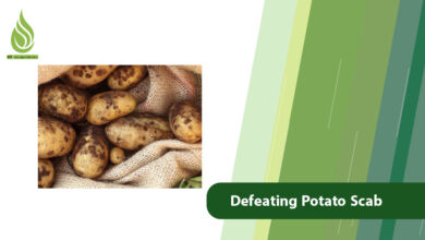 تصویر Defeating Potato Scab: Control, Treatments, and Prevention Guide