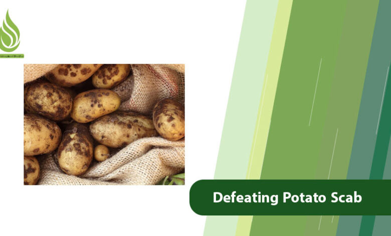 تصویر Defeating Potato Scab: Control, Treatments, and Prevention Guide