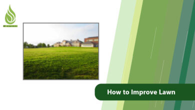 تصویر How to Improve Lawn: Solutions for a Lush and Dense Grass