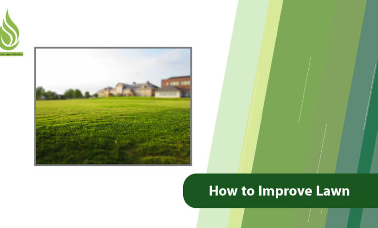 تصویر How to Improve Lawn: Solutions for a Lush and Dense Grass