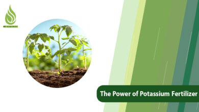 تصویر Unlocking Growth: The Power of Potassium Fertilizer